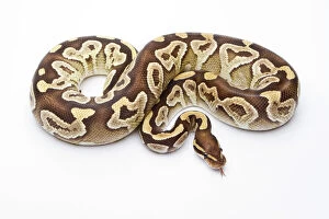 Female Animal Gallery: Royal Python -Python regius-, Mojave Razor, female, Markus Theimer reptile breeding, Austria
