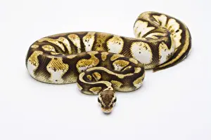 Python Prints: Royal Python -Python regius-, Pastel Calico