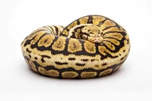 Images Dated 29th September 2011: Royal python -Python regius-, Powerball, male, reptile breeder Willi Obermayer, Austria