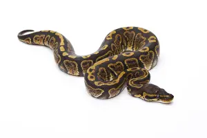 Python Prints: Royal Python -Python regius-, Super Granite