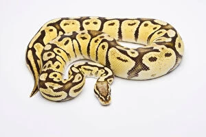 Royal Python -Python regius-, Vanilla Super Pastel, female, Willi Obermayer reptile breeding, Austria