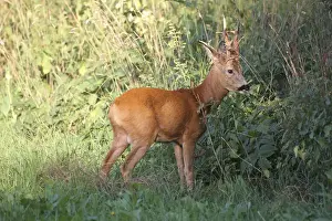 Royal Roebuck -Capreolus capreolus- in the red summer coat, Lower Austria, Austria