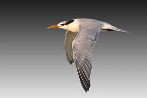 Images Dated 5th February 2008: Royal Tern (Thalasseus maximus syn. Sterna maxima)