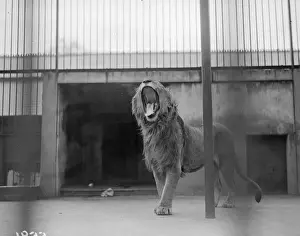 Royal Yawn