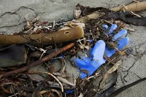 Environmental Issues Collection: A Rubber Glove And Debris That Has Washed Up On Ucluth Beach In The Wya Point Campground Near