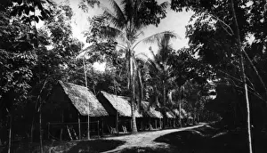 Asia H Prints: Rubber Plantation