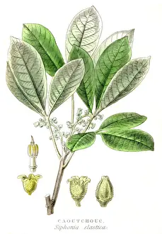 Rubber Tree Prints: Rubber tree engraving 1857