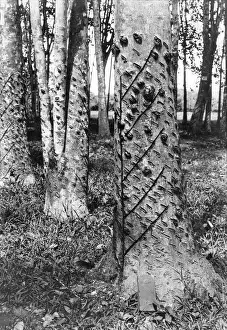 Rubber Trees