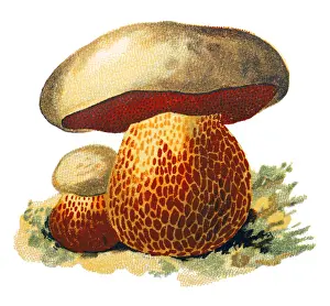 Rubroboletus satanas, commonly known as the Satans bolete or Devils boletus
