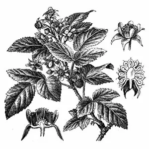 Images Dated 10th April 2016: Rubus idaeus (raspberry)