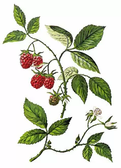 Images Dated 25th November 2018: Rubus idaeus, raspberry, also called red raspberry or occasionally as European raspberry