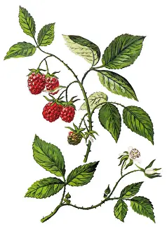 Rubus idaeus, raspberry, also called red raspberry or occasionally as European raspberry