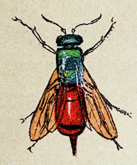 Insect Prints: Ruby-tailed wasp (Chrysis ignita), insect animals antique illustration