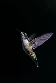 Images Dated 25th August 2012: Ruby-Throated Hummingbird
