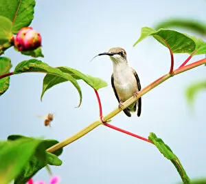 Images Dated 21st December 2016: Ruby Throated Hummingbird perched on Vine