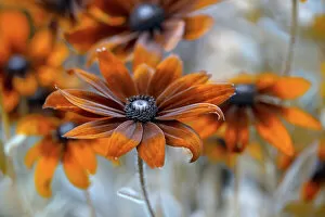 Images Dated 31st August 2015: Rudbeckia