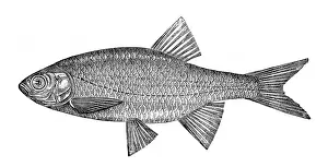 Rudd (Scardinius erythrophthalmus)