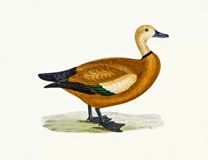 The History of British Birds by Morris Gallery: Ruddy Shelduck Duck Waterfowl bird