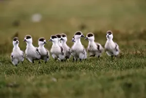 Fluffy Prints: Ruddy shelduck (Tadorna ferruginea) ducklings on grass, Mongolia