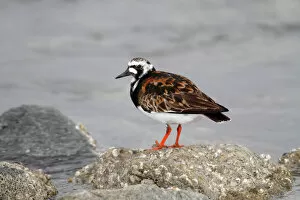 Island Gallery: Ruddy Turnstone -Arenaria interpres- in breeding plumage standing on a moss-covered stone on the beach