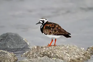 Ruddy Turnstone -Arenaria interpres- in breeding plumage standing on a moss-covered stone on the beach, Neuwerk Island near Cuxhaven, Hamburg Wadden Sea, Germany, Europe