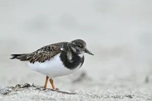 Images Dated 15th December 2012: Ruddy Turnstone -Arenaria interpres- in search of food, Dune island, Helgoland