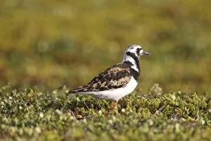 Images Dated 11th July 2014: Ruddy Turnstone -Arenaria interpres-, Tundra, Norway