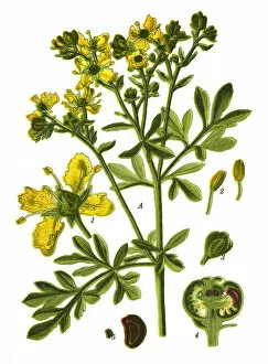 Medicinal and Herbal Plant Illustrations Collection: rue, common rue, herb-of-grace