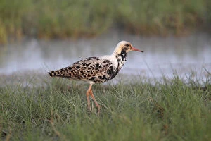 Images Dated 1st May 2013: Ruff -Philo pugnax-, male in breeding plumage standing on a meadow at the water, Burgenland, Austria
