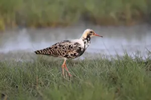 Oesterreich Prints: Ruff -Philo pugnax-, male in breeding plumage standing on a meadow at the water