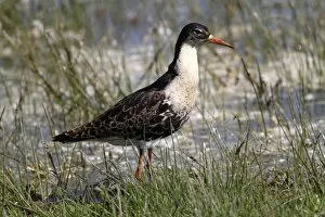 Images Dated 24th April 2011: Ruff -Philo pugnax-, male wading through shallow water, Lauwersmeer National Park, Holland