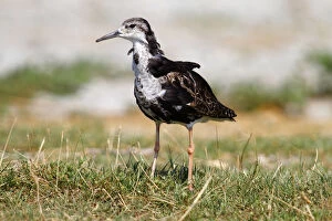 Images Dated 6th July 2012: Ruff -Philomachus pugnax-, male standing on the shore in the grass, Apetlon, Lake Neusiedl