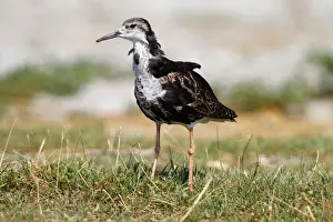 Sandpiper Prints: Ruff -Philomachus pugnax-, male standing on the shore in the grass