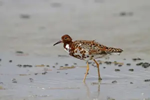 Burgenland Prints: Ruff -Philomachus pugnax-, male wading in shallow water