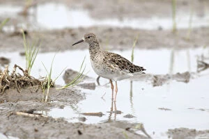 Images Dated 29th April 2013: Ruff -Philomachus pugnax-, reeve, female standing in shallow water, Burgenland, Austria