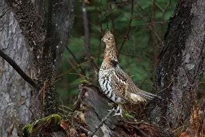 Images Dated 25th October 2014: Ruffed grouse