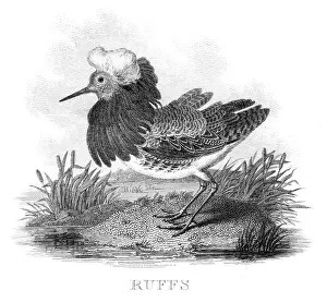 Ruffs engraving 1812