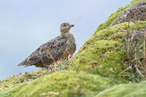 Rufous-bellied Seedsnipe (Attagis gayi) foraging f