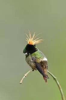 Images Dated 18th February 2017: Rufous-crested Coquette (Lophornis delattrei)