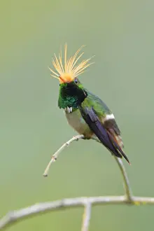 Rufous-crested Coquette (Lophornis delattrei)