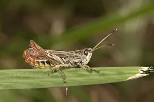 Rufous Grasshopper -Gomphocerus rufus-, female, Untergroeningen, Baden-Wuerttemberg, Germany, Europe