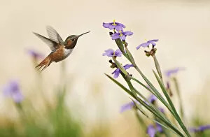 Susan Gary Photography Gallery: Rufous Hummingbird and Blue-Eyed Grass Flowers