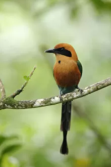 Images Dated 27th August 2018: Rufous Motmot (Baryphthengus martii)