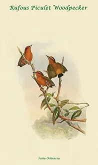 Beaks Prints: Rufous Piculet Woodpecker