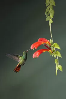 Images Dated 4th March 2017: Rufous-tailed Hummingbird