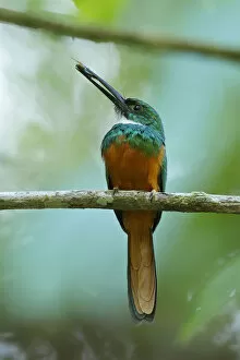Images Dated 22nd October 2015: Rufous-tailed Jacamar