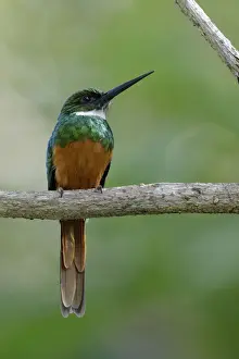 Rufous-tailed Jacamar (Galbula ruficauda)