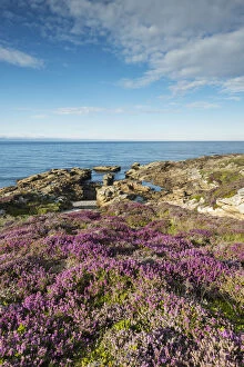 Rugged coastal landscape with flowering heather -Ericaceae- on the Moray Firth at Tarbat Ness, Scotland, United Kingdom