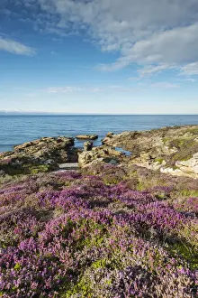 Crag Prints: Rugged coastal landscape with flowering heather -Ericaceae- on the Moray Firth at Tarbat Ness