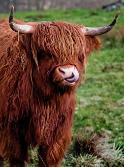 Livestock Gallery: Rugged Highlander